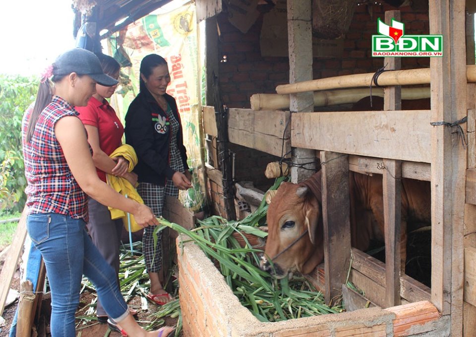 Phụ nữ thôn Nam Thanh, xã Nam Đà (Krông Nô) đóng góp vốn giúp chị em khó khăn mua bò về chăn nuôi, phát triển kinh tế