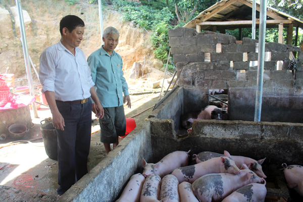 Mô hình nuôi lợn thịt của cựu chiến binh Đặng Văn Họp, thôn Tân Bình, thị trấn Yên Bình.