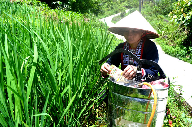 Sau xóa mù chữ, chị Triệu Mùi Liều (xã Tân Lập) tự tin sử dụng thuốc bảo vệ thực vật theo đúng hướng dẫn để chăm sóc lúa.