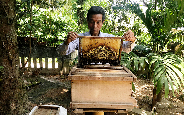 Ông Đoàn Xuân Hoà với mô hình nuôi ong truyền thống cho thu nhập 30 triệu đồng/năm.
