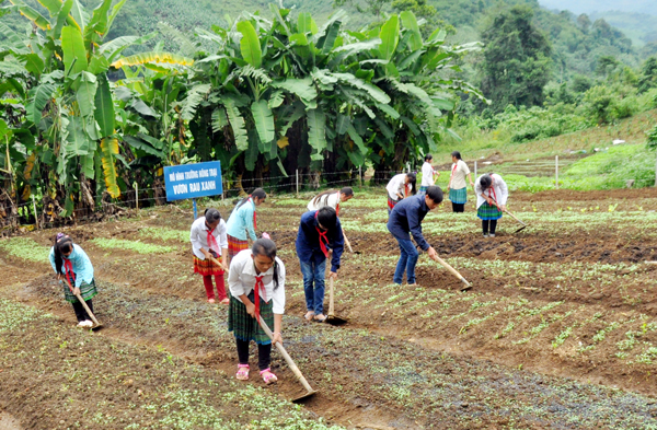 Mô hình trồng rau vụ đông của Trường Phổ thông dân tộc bán trú Tiểu học và THCS Nậm Chạc (Bát Xát)