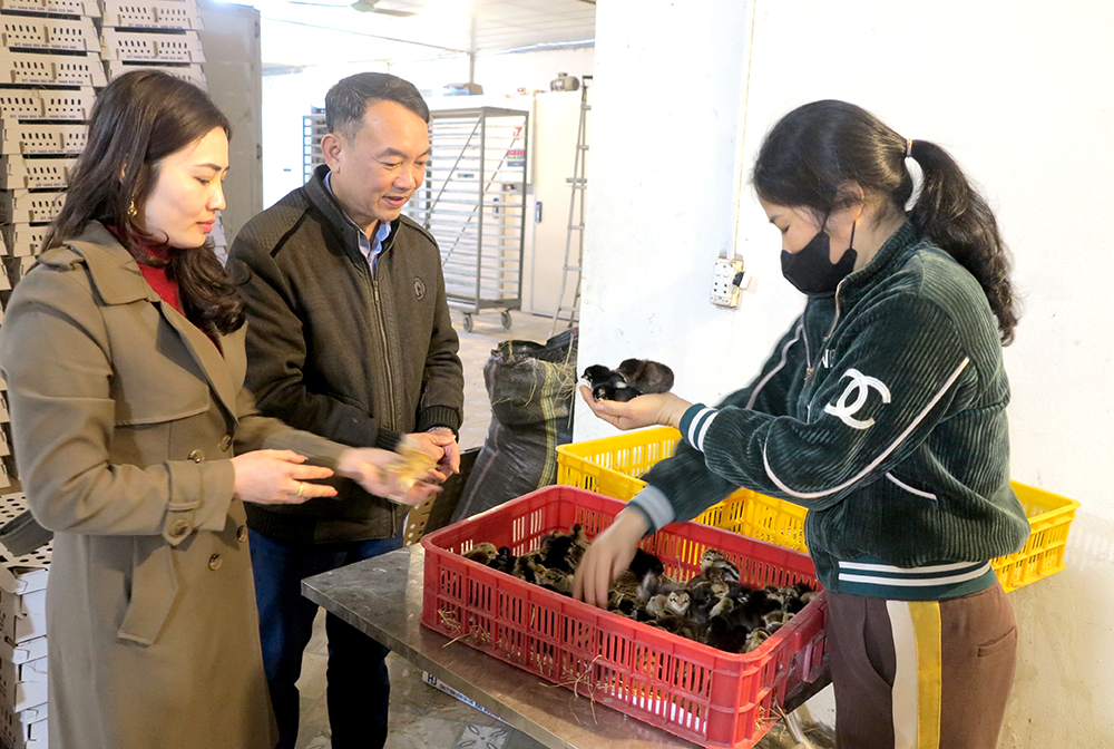 Gia đình chị Vũ Thị Thanh Huyền- khu 7 chuyên chăn nuôi, sản xuất gà giống, tạo việc làm cho hàng chục lao động tại địa phương.