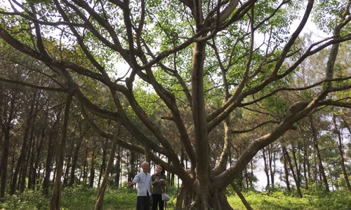 Chuyện về cây đa Bác Hồ trồng ở Yên Bồ