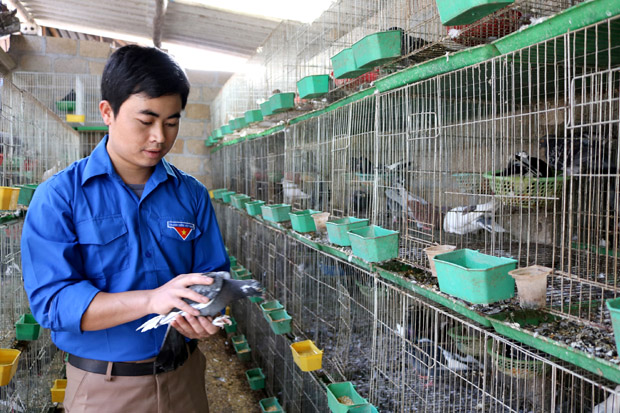 Đoàn viên Ma Minh Đình ở xã Lùng Tám (Quản Bạ) phát triển kinh tế từ nuôi chim Bồ câu.