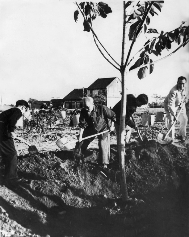 Chủ tịch Hồ Chí Minh trồng cầy đa tại Công viên Thống nhất mở đầu Tết trồng cây do Người phát động (11/1/1960)