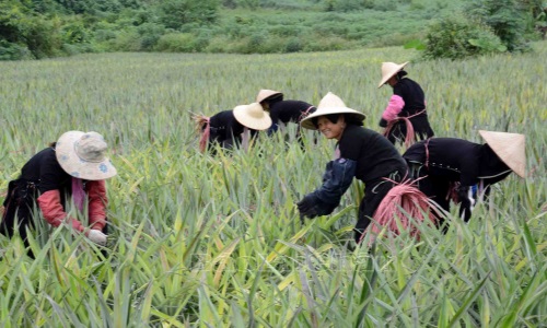 Lai Châu: Khắc ghi lời Bác