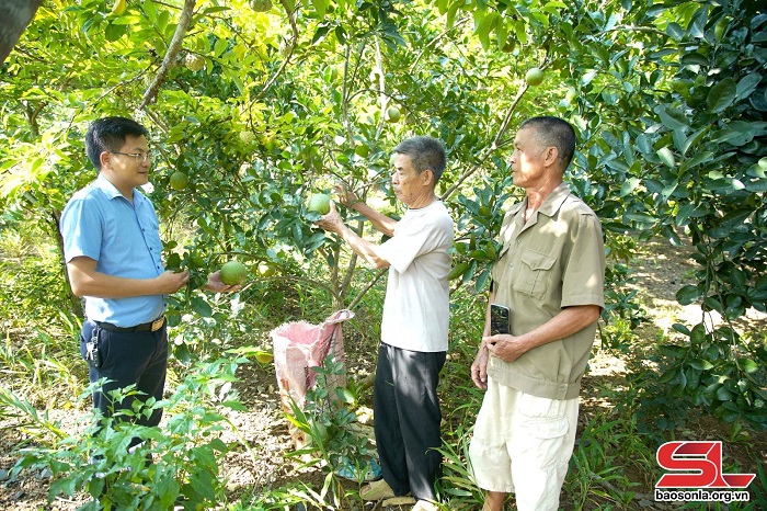 Cán bộ xã Tân Lang, huyện Phù Yên, hướng dẫn nhân dân kỹ thuật chăm sóc bưởi trước vụ thu hoạch.
