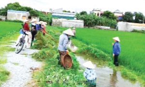 Phụ nữ Bình Lục làm theo gương Bác trong giữ gìn vệ sinh môi trường