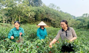 Hội Liên hiệp Phụ nữ thị trấn Việt Lâm học và làm theo Bác