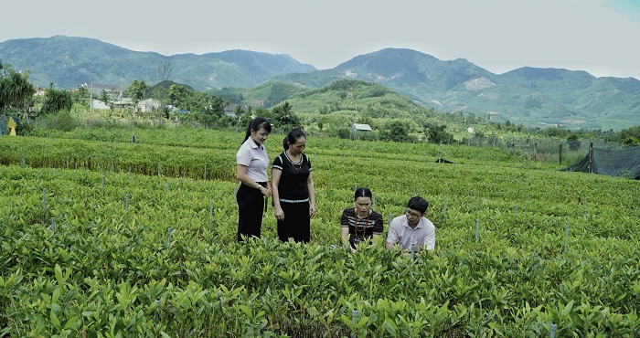 Phong trào thi đua chuyển đổi cơ cấu cây trồng phát huy hiệu quả ở huyện Minh Long