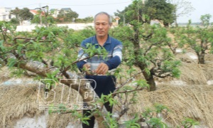 Cán bộ, đảng viên xã Vũ Ninh: Học và làm theo Bác