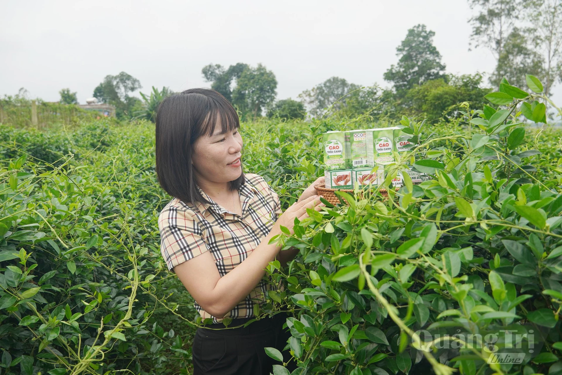 Chị Nguyễn Thị Giang, Chủ tịch Hội đồng quản trị kiêm Giám đốc Hợp tác xã sản xuất cây dược liệu sạch và kinh doanh nông nghiệp xã Cự Nẫm là điển hình trong học tập và làm theo Bác - Ảnh: L.M Chị Nguyễn Thị Giang, Chủ tịch Hội đồng quản trị kiêm Giám đốc Hợp tác xã sản xuất cây dược liệu sạch và kinh doanh nông nghiệp xã Cự Nẫm là điển hình trong học tập và làm theo Bác-Ảnh: L.M
