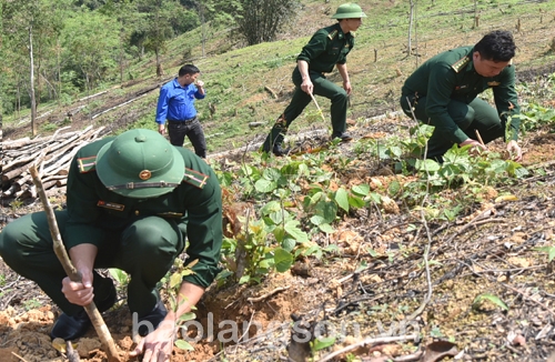 Bộ đội Biên phòng tỉnh tham gia giúp người dân xã Trùng Khánh,            huyện Văn Lãng trồng rừng.