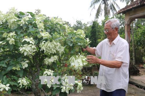 Ông Trần Văn Chỏi chăm sóc hoa kiểng ngày Tết. Ảnh: TTXVN