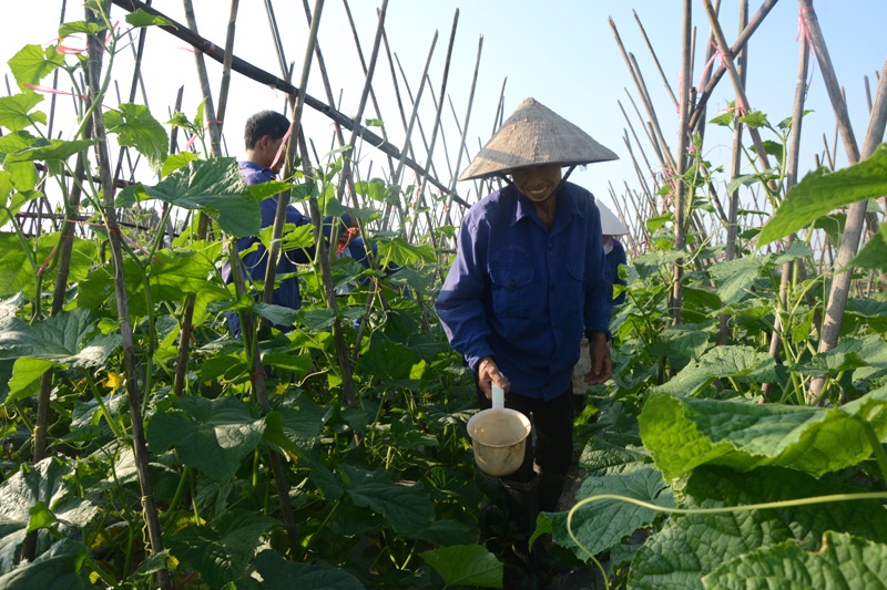 HTX Nông nghiệp thị trấn Lâm Thao hoạt động hiệu quả, mang lại thu nhập ổn định